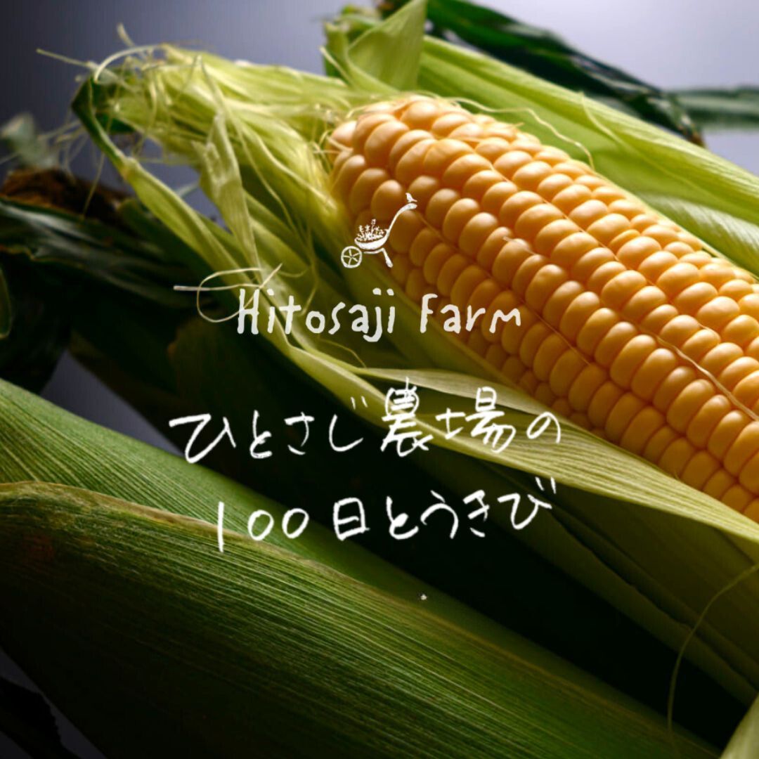 [令和7年産予約受付!] ひとさじ農場の100日とうきび(朝採れ・農場直送) 10本 20本 野菜 送料無料 北海道 北海道美瑛 北海道美瑛町 美瑛町 美瑛 とうきび とうもろこし スイートコーン 北海道産 美瑛産 墫乃字[015-102]