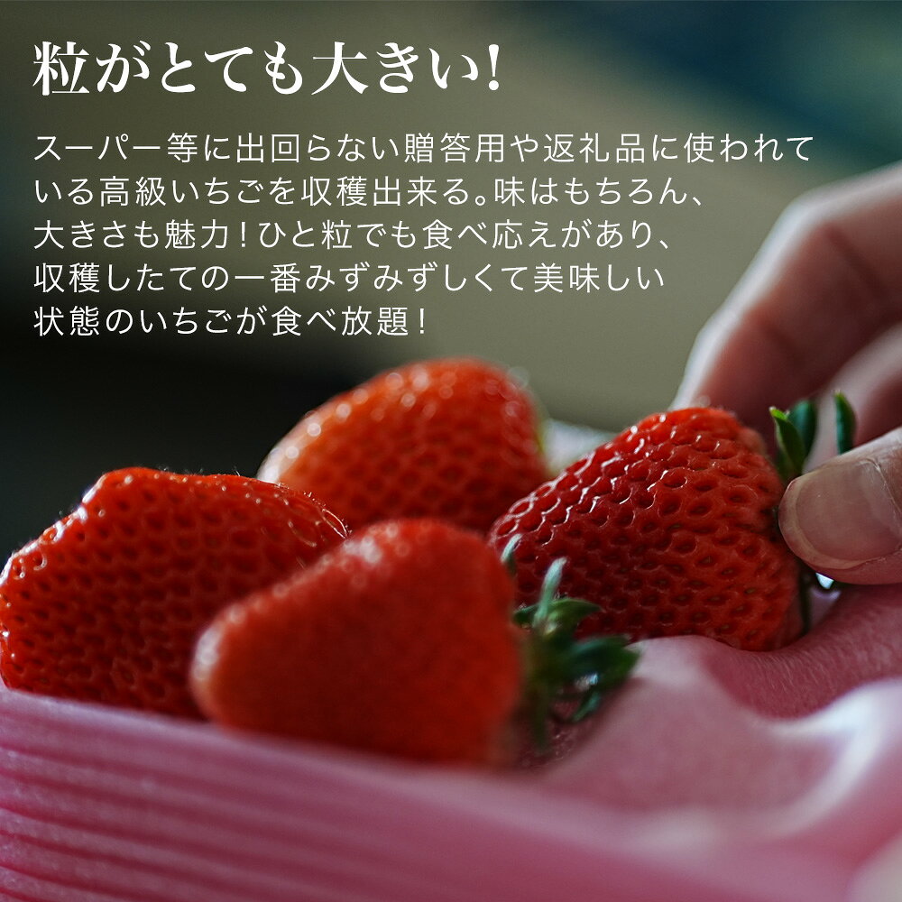 【ふるさと納税】いちご狩り体験チケット 60分食べ放題 大人1名分 丸北いちご農園｜いちご イチゴ 苺 イチゴ狩り 食べ放題 食べ比べ お出かけ レジャー 体験 美瑛町 美瑛 北海道 [011-63] f014591-biei-10000767 北海道美瑛町 サンプル画像3