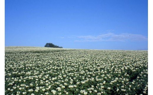【ふるさと納税】令和9年産【先行予約】 お米と秋野菜セット 野菜セット サスケの家｜ 北海道 米 こめ コメ お米 新米 精米 野菜 やさい 詰め合わせ セット じゃがいも ジャガイモ いも かぼちゃ 南瓜 カボチャ 新鮮 旬 新鮮野菜 旬野菜 美瑛米 北海道米 農家直送 f014591-biei-10000229 北海道美瑛町 サンプル画像3