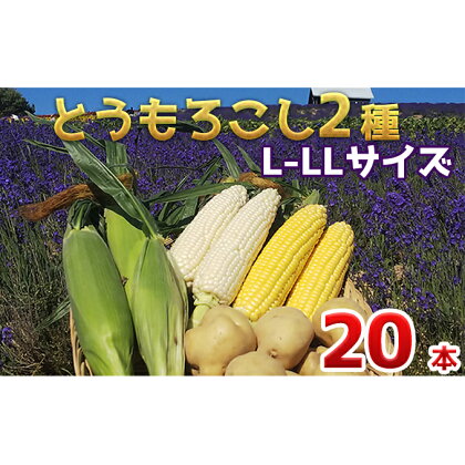 【2024年発送】かんのファーム産 とうもろこし 食べ比べ 20本 セット(じゃがいも付) 北海道 上富良野町 とうもろこし トウモロコシ セット じゃがいも ジャガイモ 先行受付　【とうもろこし・野菜・じゃがいも・芋】　お届け：2024年7月下旬～10月下旬