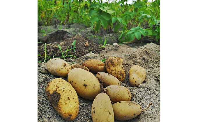 【ふるさと納税】【令和8年産】 上富良野産 秋の オーガニック お野菜 セット 詰合せ 約3.5～5kg じゃがいも 根菜 有機野菜 産地直送 北海道 上富良野町 Nishio Farm　お届け：2026年9月上旬から10月下旬まで f014605-kamifurano-10000378 北海道上富良野町 サンプル画像3
