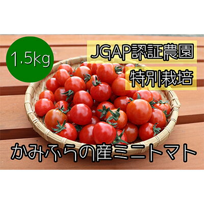 [2024年7月下旬頃から発送]特別栽培&JGAP認証農場 かみふらの産朝採れミニトマト1.5kg [野菜・ミニトマト・キャロル10・JGAP認証農場・野菜ソムリエ・特別栽培農作物・1.5キロ] お届け:2024年7月30日〜2024年9月30日