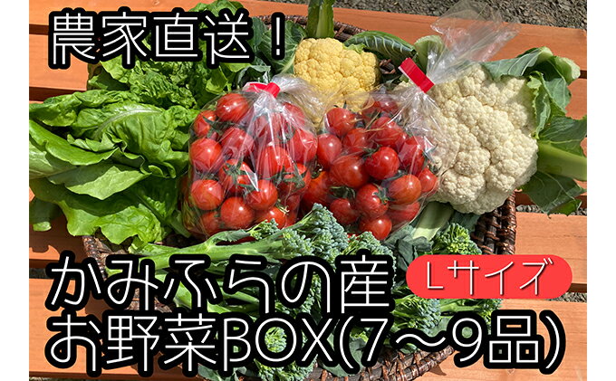 【ふるさと納税】【2024年9月中旬頃から発送】農家直送！ミニトマト500g入り！かみふらの秋の味覚ボックスL（7～9品入り）　【野菜・セット・詰合せ・ミニトマト・JGAP認証農場】　お届け：2024年9月16日～2024年10月20日