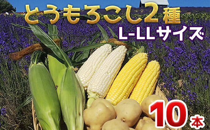 【ふるさと納税】【2024年発送】かんのファーム産 とうもろこし 食べ比べ 10本 セット(じゃがいも付) 北海道 上富良野町 とうもろこし トウモロコシ セット じゃがいも ジャガイモ 先行受付　【雪の妖精 ゴールドラッシュ 】　お届け：2024年7月下旬～10月下旬