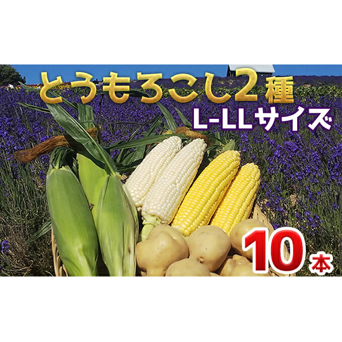 【ふるさと納税】【2024年発送】かんのファーム産 とうもろこし 食べ比べ 10本 セット(じゃがいも付) 北海道 上富良野町 とうもろこし トウモロコシ セット じゃがいも ジャガイモ 先行受付　【雪の妖精 ゴールドラッシュ 】　お届け：2024年7月下旬～10月下旬