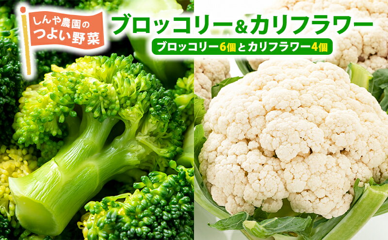 【ふるさと納税】しんや農園の つよい野菜「ブロッコリー＆カリフラワー」　【 野菜 旬の野菜 北海道産 北海道野菜 国産 国産野菜 グルメ 食材 新鮮 新鮮野菜 】　お届け：2024年9月中旬～10月上旬まで