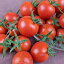 【ふるさと納税】【中富良野町】寺坂農園ミニトマト　ほれまる　3kg