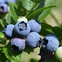 【ふるさと納税】どこか農場のブルーベリー(農薬:栽培期間中不使用) 【ふるさと納税】どこか農場のブルーベリー(農薬:栽培期間中不使用)