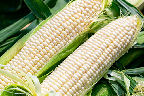 【ふるさと納税】【中富良野町　寺坂農園】白いとうもろこし『雪の妖精』（24本入り）のサムネイル