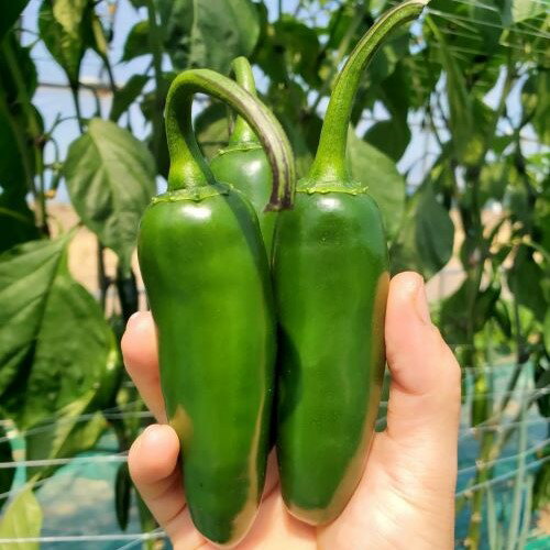 【ふるさと納税】【2025年発送】ハラペーニョ2kg(中辛) 青生唐辛子