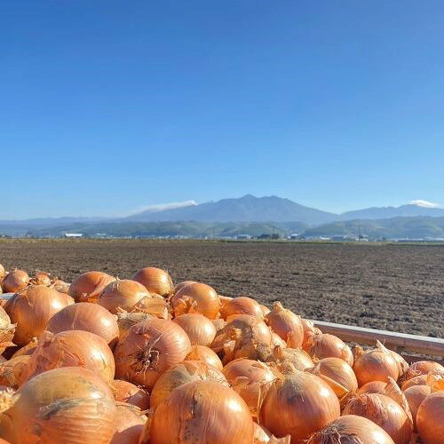【2025年10月上旬~発送】石岡農園のたまねぎ 10kg（L～2L）