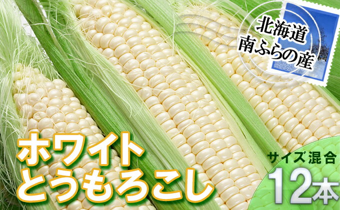 【ふるさと納税】南ふらの産 朝採り とうもろこし (ホワイト)【サイズ混合】12本 北海道 南富良野町 とうもろこし 野菜 とうきび トウキビ トウモロコシ 2024年発送 先行予約　【南富良野町】　お届け：2024年7月20日～8月31日まで