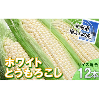 楽天ふるさと納税　【ふるさと納税】南ふらの産 朝採り とうもろこし (ホワイト)【サイズ混合】12本 北海道 南富良野町 とうもろこし 野菜 とうきび トウキビ トウモロコシ 2024年発送 先行予約　【南富良野町】　お届け：2024年7月20日～8月31日まで