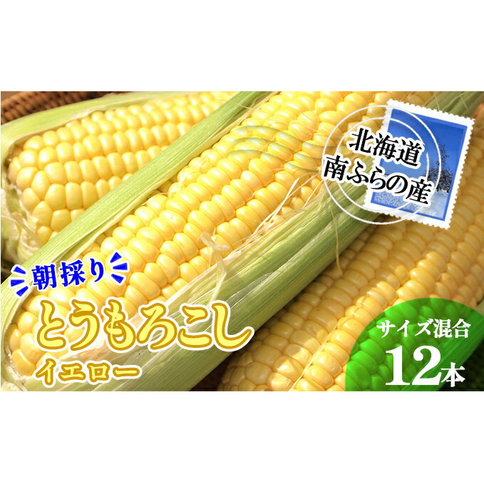 【ふるさと納税】南ふらの産 朝採り とうもろこし (イエロー)【サイズ混合】12本 北海道 南富良野町 トウモロコシ とうきび トウキビ 2024年発送 先行予約　【野菜 とうもろこし トウモロコシ 12本 コーン】　お届け：2024年7月下旬～8月上旬