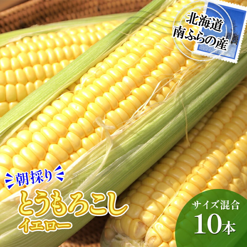 【ふるさと納税】南ふらの産 朝採り とうもろこし (イエロー)【サイズ混合】10本 北海道 南富良野町 トウモロコシ とうきび トウキビ 2025年発送 先行予約 野菜 12本 コーン お届け:2025年7月下旬~8月上旬