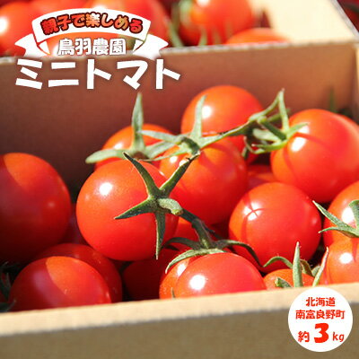 【ふるさと納税】あま～い！ ミニトマト 約3kg 北海道 南富良野町 鳥羽農園 トマト とまと ミニトマト 野菜 大容量 甘っこ 甘い トマトジュース 新鮮 酸味 コク 皮 薄い バランス フルーツ 食味抜群 評判 子供 美味しい 　お届け：2024年7月末～2024年8月末のサムネイル