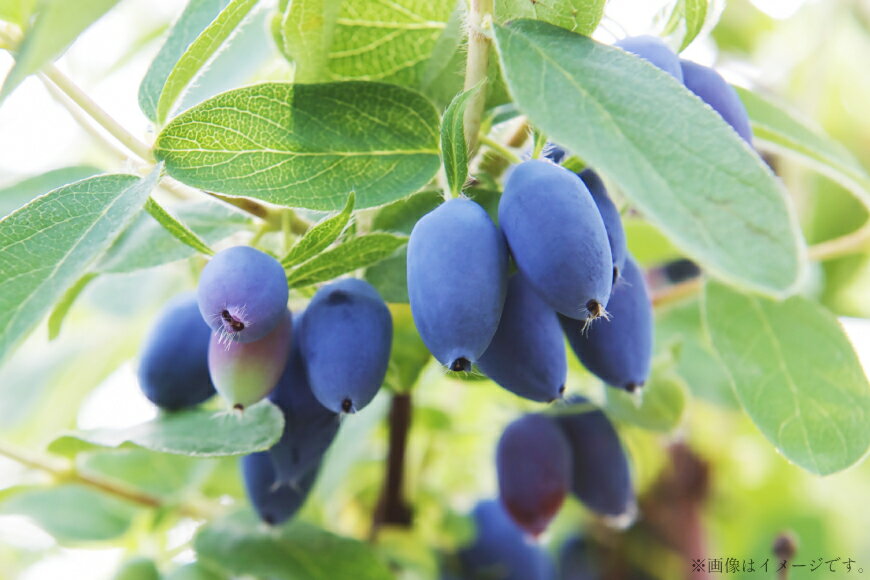 【ふるさと納税】 ハスカップ入り 蜂蜜酒 375ml×1本 [エンジョイ道北 北海道 剣淵町 14656350] 酒 お酒 おさけ はちみつ酒 ハスカップ アルコール はちみつ