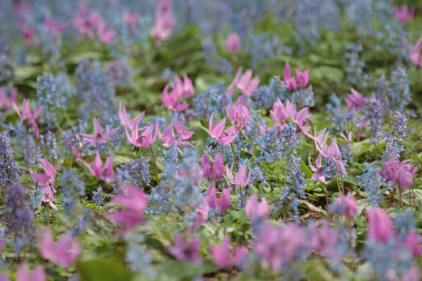 北海道剣淵町の画像3