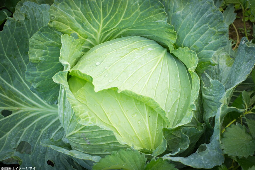 【ふるさと納税】 野菜 定期便 4回 10回 【剣淵町産】 けんぶち定期便 選べる 回数 [けんぶちVIVAマルシェ 北海道 剣淵町 14656407] やさい ベジタブル キャベツ キヌア アスパラ とうもろこし じゃがいも お米 米 はちみつ ハチミツ 定期 料理 旬野菜 ふるさと納税