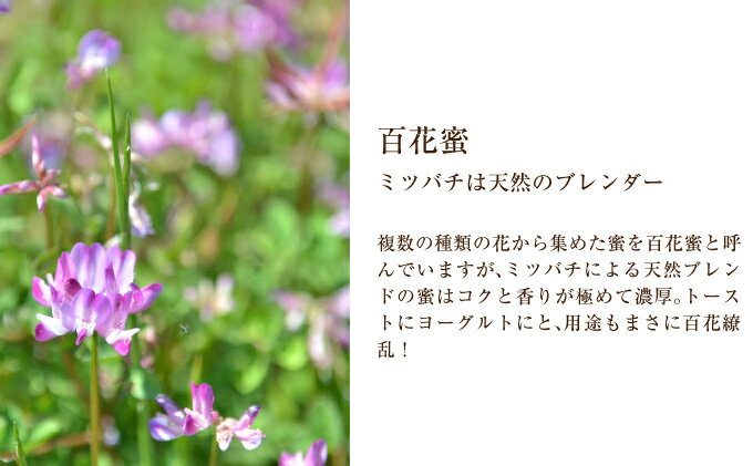 【ふるさと納税】北海道美深産 天然はちみつ12kg（五升缶）　【蜂蜜・はちみつ】