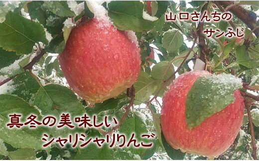 【ふるさと納税】8-024-007　山口さんちのりんご（サンふじ） 10kg【1月発送】　果物類・林檎・りんご・リンゴ・果物・フルーツ・果物類・フルーツ　お届け：1月発送