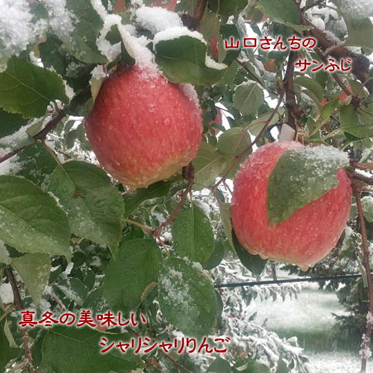 7-012-029 山口さんちのりんご(サンふじ) 5kg[1月発送] 果物類・林檎・りんご・リンゴ・果物・フルーツ・果物類・フルーツ お届け:1月