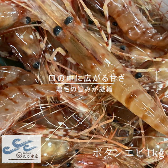 6-028-002 冷凍ボタンエビ 1kg(34尾〜46尾入) [海老・ぼたんエビ・海老・エビ・魚介類] お届け:入金確認後、随時発送(おおよそ1週間〜1ヶ月)