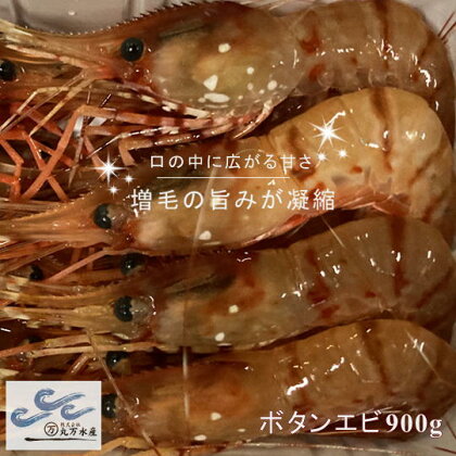 6-022-002　冷凍ボタンエビ 900g（39尾～54尾）　【海老・ぼたんエビ・海老・エビ・魚介類】　お届け：入金確認後、1週間～1ヶ月以内に発送