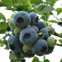 【ふるさと納税】6-012-043　秋香園 大玉ブルーベリー