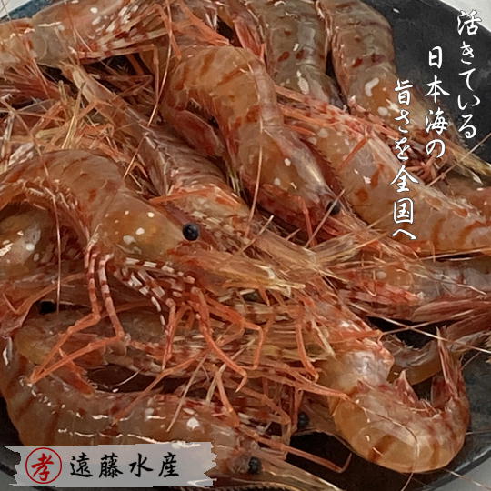 【ふるさと納税】6-030-002　ボタンエビ 1kg（500g×2）　【海老・ぼたんエビ】　お届け：入金確認後、1週間～1ヶ月