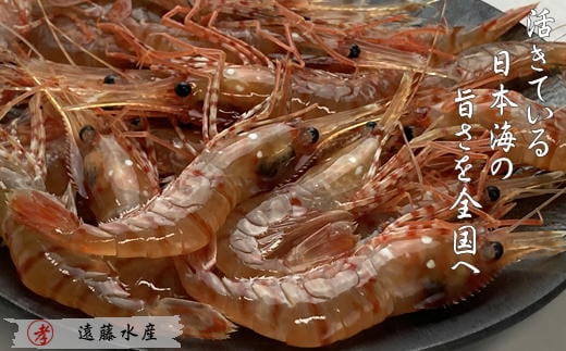 【ふるさと納税】7-008-005　ボタンエビ 500g（30尾前後）　海老・ぼたんエビ　お届け：入金確認後、1週間～1ヶ月以内