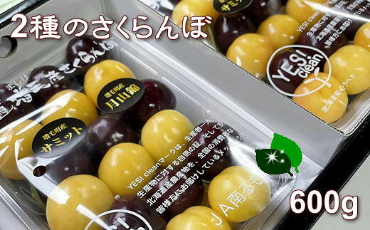 【ふるさと納税】8-015-010　山口さんちのさくらんぼ 2種味わいセット 600g　お届け：7月5日～25日まで順次発送　※収穫状況により前後あり