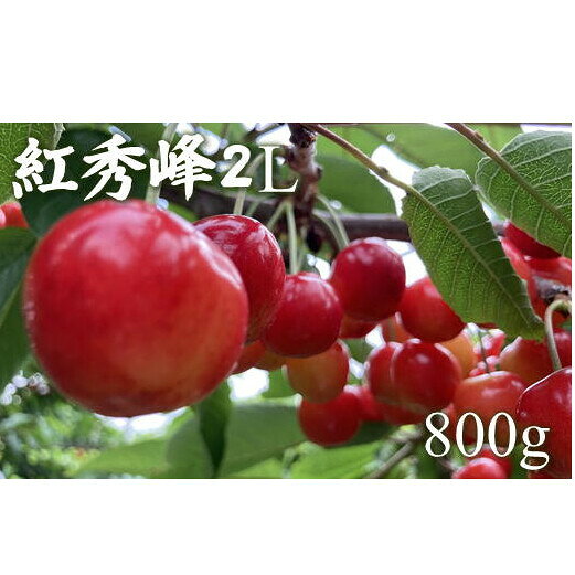 8-015-009 冨野果樹園のさくらんぼ 紅秀峰(2L以上)800g お届け:7月5日〜25日まで順次発送 ※収穫状況により前後あり