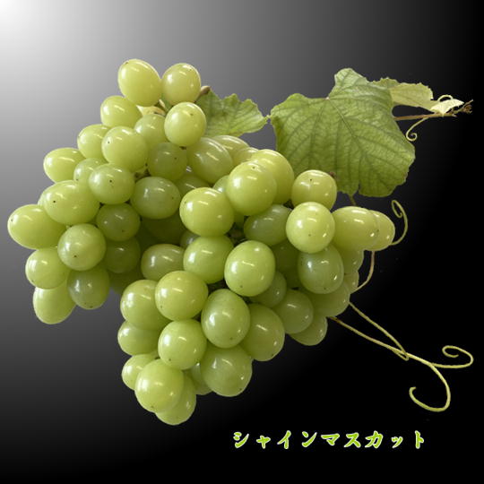 Other - 【ふるさと納税】8-010-015　サトケンさんのシャインマスカット1kg（2房）　お届け：10月～11月発送　※収穫状況により前後あり