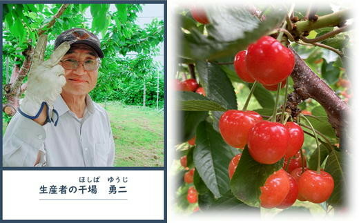 【ふるさと納税】8-009-004　さくらんぼ 佐藤錦（L）500g【グリーンドロップ農園】...