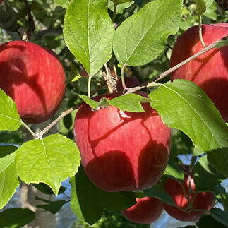Apple - 【ふるさと納税】8-006-005　冨野果樹園のおまかせりんごセット 2.5kg【10月発送】　お届け：10月発送　※収穫状況により前後あり