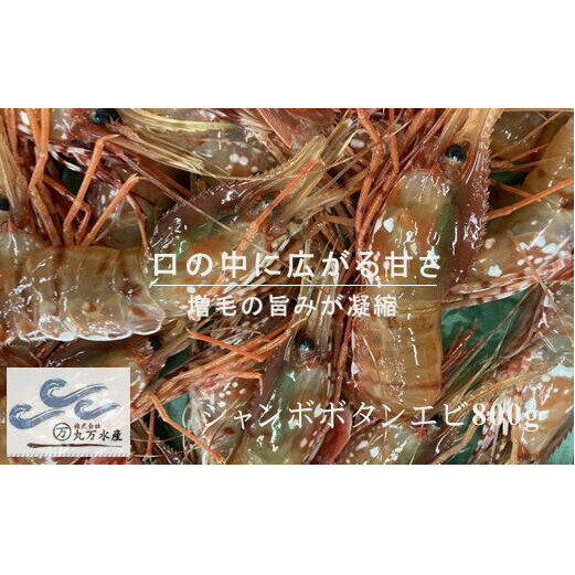 【ふるさと納税】8-044-001　【北海道産】冷凍ジャンボボタンエビ800g（12尾～16尾）　お届け：入金確認後、1週間～1ヶ月以内