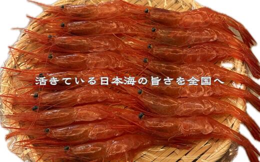 【ふるさと納税】8-024-006　天然甘エビ 1kg（60尾前後）　お届け：入金確認後、1週間～1ヶ月以内