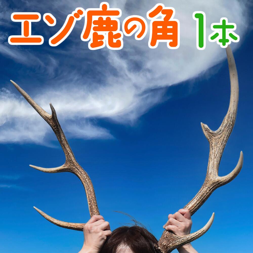 エゾ鹿の角 1本(北海道・しか・シカ・工作・手作り・DIY・自由研究・自然・キャンプ・アクセサリー)