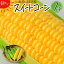 【ふるさと納税】【令和6年産先行受付】北海道とままえ産スイートコーン　7本（先行予約　北海道産　とうもろこし　とうきび　朝どれ　朝もぎ　旬　新鮮　送料無料　冷蔵）