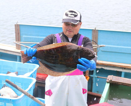 《数量・期間限定》新鮮!! 活け締めヒラメ（約2kg〜2.5kg）