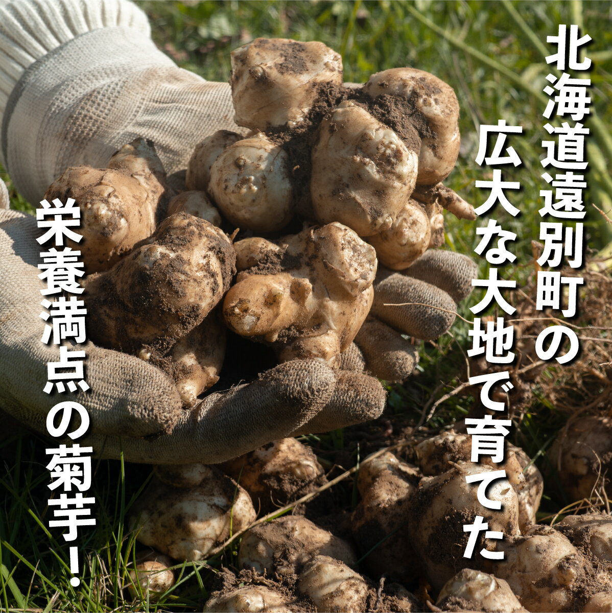 【ふるさと納税】土付き菊芋(赤) 約3kg　芋 菊芋 いも 野菜 根菜 天ぷら サラダ 煮物 ふるさと 北海道 遠別町