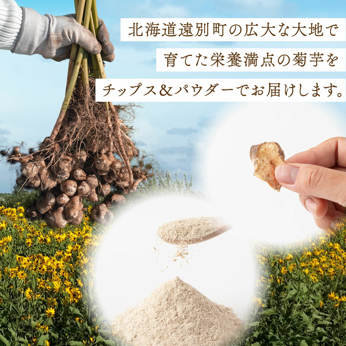 【ふるさと納税】菊芋パウダー＆チップスセット(パウダー100gチップス50g×各2袋)　北海道産 菊芋粉 無農薬 化学肥料不使用 生 土付き 赤菊芋 健康 イヌリン 水溶性食物繊維 スーパーフード 短鎖脂肪酸 血糖値 腸内環境 世界三大健康野菜 原産地の緯度に近い良好な育成環境