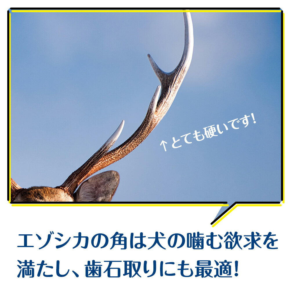 【ふるさと納税】 犬 おもちゃ おやつ 無添加 国産 エゾ鹿 鹿角 (200g〜300g) 歯磨き 歯石 ガム 犬用 鹿の角 トリーツ ペットフード ドッグフード エゾシカ北海道ふるさと納税 ふるさと納税 北海道 浜頓別 通販 贈答品 贈り物