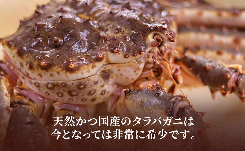 【ふるさと納税】オホーツク枝幸 極上浜茹で！旨み溢れる 極太・肉厚 塩茹で タラバガニ脚 食べ応え抜群 約1.5kg［瀧源商店］【 かに カニ 蟹 タラバガニ たらば蟹 ボイル 茹で 海産物 海鮮 魚介 お取り寄せ 贈答 ギフト 北海道 オホーツク 枝幸町 】 f015148-esashi-10001446 北海道枝幸町 サンプル画像3