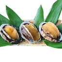 【ふるさと納税】天然むし蝦夷あわび 【魚介類・アワビ・鮑】