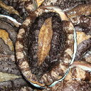 【ふるさと納税】天然活あわび お手軽セット約500g(Sサイ...