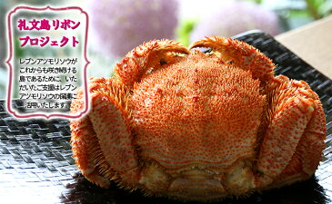 【ふるさと納税】【礼文島リボンプロジェクト】北海道礼文島産 急速冷凍特大毛蟹(900g〜1kg)1尾 【毛カニ・蟹】