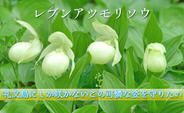 【ふるさと納税】【礼文島リボンプロジェクト】北海道礼文島産 急速冷凍特大毛蟹(900g〜1kg)1尾 【毛カニ・蟹】