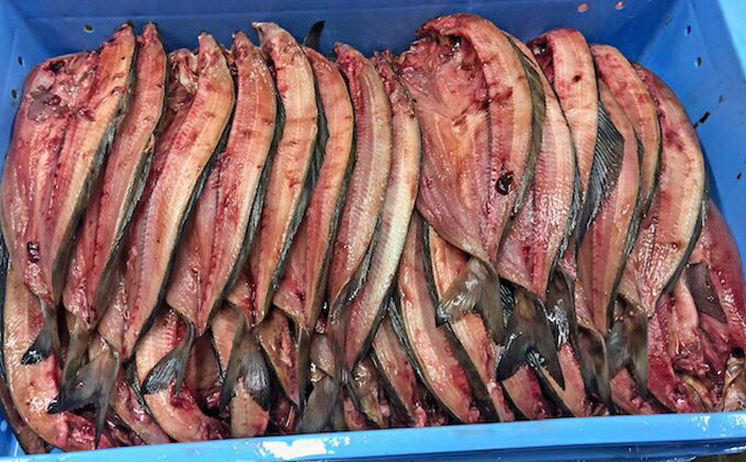 【ふるさと納税】北海道 礼文島産 北の荒波が育んだ 極上 肉厚 開きほっけ 大サイズ350g以上×8枚［マルキュウ ジンポーフーズ］【 ほっけ ホッケ 開きほっけ 干物 大サイズ 肉厚 脂のり 焼き魚 海鮮 北海道産 絶品 大容量 】 f015172-rebun-10000247 北海道礼文町 サンプル画像3